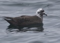 leucistic Sooty Shearwater